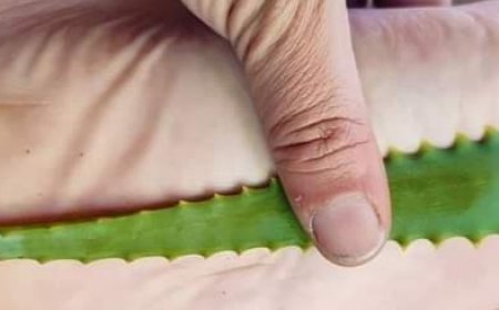 The Natural Power of Aloe Vera: Soothing Foot Care at Home