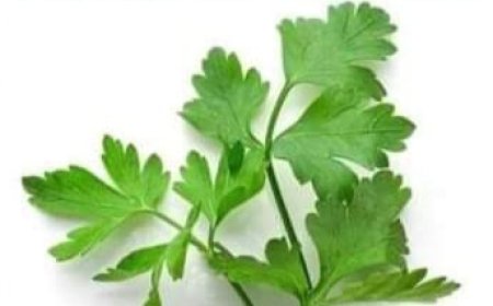 If You Drink This TEA, You Will Quickly Remove the Swelling of Your Legs, Ankles, and Feet…! Parsley Tea