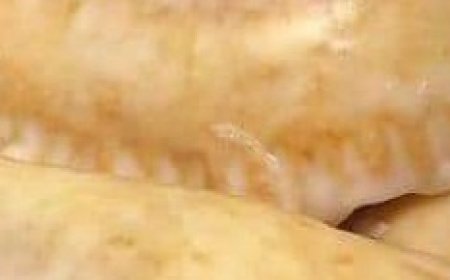 FRIED APPLE or PEACH PIES