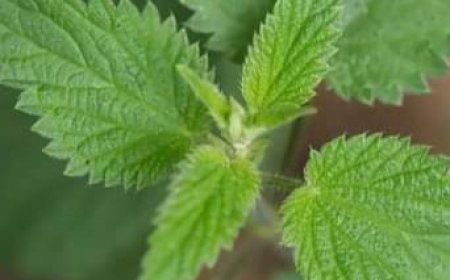 Stinging Nettle: Unveiling the Nutritional Powerhouse