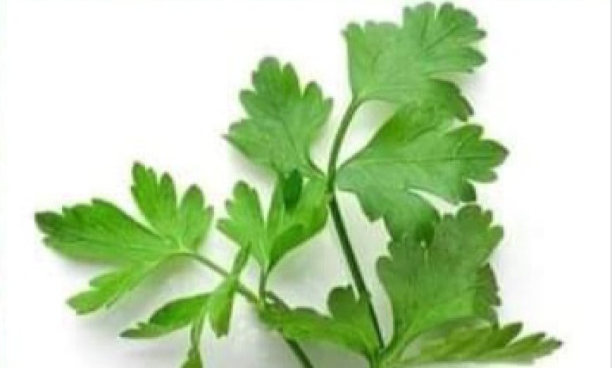 If You Drink This TEA, You Will Quickly Remove the Swelling of Your Legs, Ankles, and Feet…! Parsley Tea