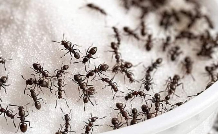 As the weather heats up, I always go for this trick to getting rid of pesky ants