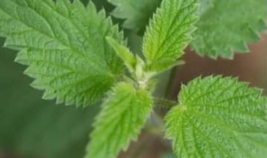 Stinging Nettle: Unveiling the Nutritional Powerhouse