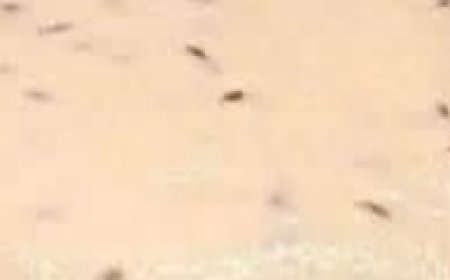 Seeded Artisan Bread Dough Recipe