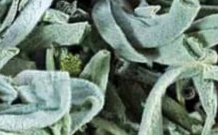 Death Begins in the Intestines! Why Die If You Have This Plant? Discover the Benefits of Sage