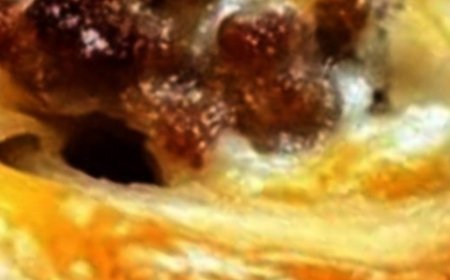 Holiday Crescent Ring with Savory or Sweet Fillings