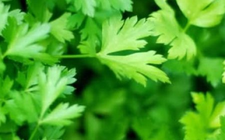 Parsley Made Me Look 20 Years Younger: The Most Powerful Anti-Aging Collagen Booster