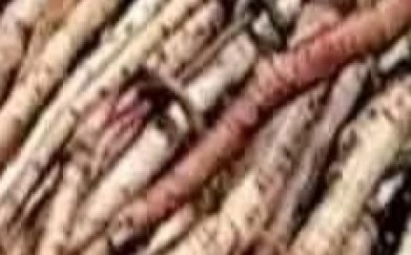 The Powerful Plant That May Support Cancer Treatment: A Closer Look at the Benefits of the Greater Burdock Root