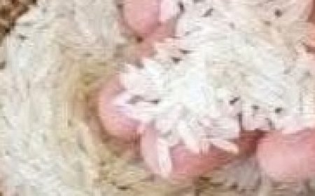 RAPID TEETH WHITENING in 1 Minute: Does It Work?