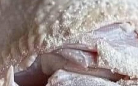 Coat chicken in flour and toss in slow cooker. With only 4 more ingredients, get a terrific dinner