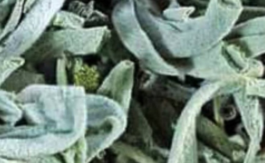 Death Begins in the Intestines! Why Die If You Have This Plant? Discover the Benefits of Sage