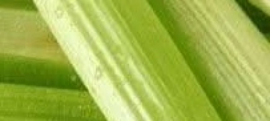 Liver Health Boosting Celery Juice Recipe