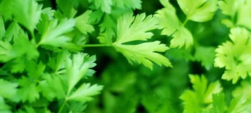 Parsley Made Me Look 20 Years Younger: The Most Powerful Anti-Aging Collagen Booster