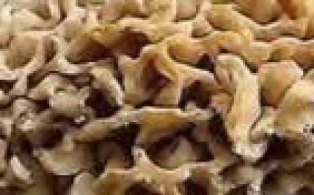 Creamy Morel Mushroom Soup: A Recipe for Gut Health and Wellness