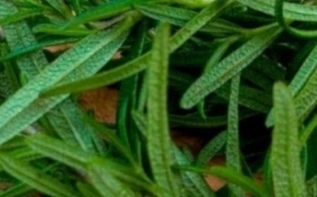 Rosemary: A Potent Bacteria Killer and Intestinal Cleanser