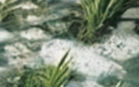 Rosemary for Vision: A Natural Way to Tackle Cataracts and Eye Inflammation