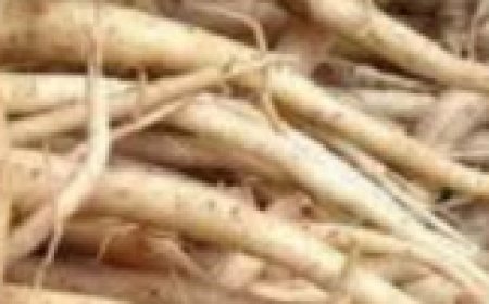 The Powerful Plant That May Support Cancer Treatment: A Closer Look at the Benefits of the Greater Burdock Root