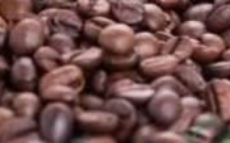 Natural Coffee Oil for Skin Rejuvenation and Anti-Aging