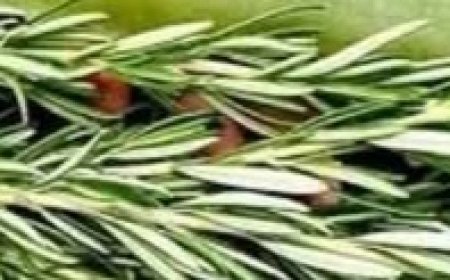 Aloe Vera and Rosemary: A Natural Duo for Detox and Vitality