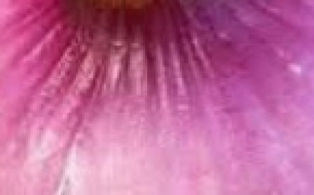 Become an Alpha Male All Night with This Potent Natural Mixture