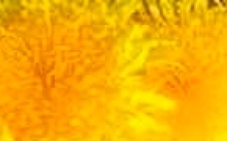 Dandelion: The Natural Detoxifier for Liver Health, Digestion, and Overall Wellness