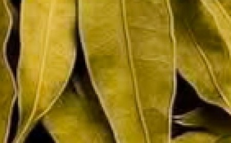 Incredible! The Tea That Improves Vision, Controls Diabetes, and Lowers Cholesterol