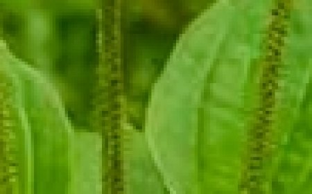 Discover the Healing Power of Plantain