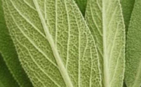 Sage: A Natural Remedy for Brain Health, Inflammation, and Joint Pain