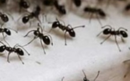 Nana’s 5-Minute Ant-Free Trick: Effortless, Natural, and Safe