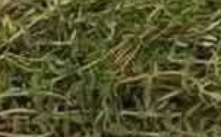 The Most Potent Herb That Destroys Parasites, Urinary Tract