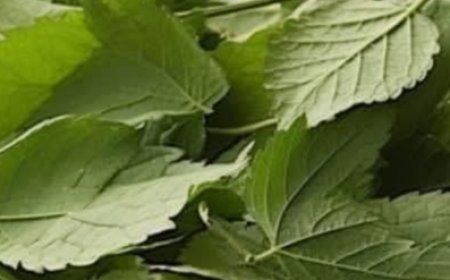 7 Healing Leaves That Naturally Support Diabetes, Blood Pressure, Pain Relief, Cholesterol, and Circulation