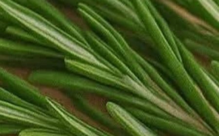 Unveiling the Magic of Boiling Rosemary