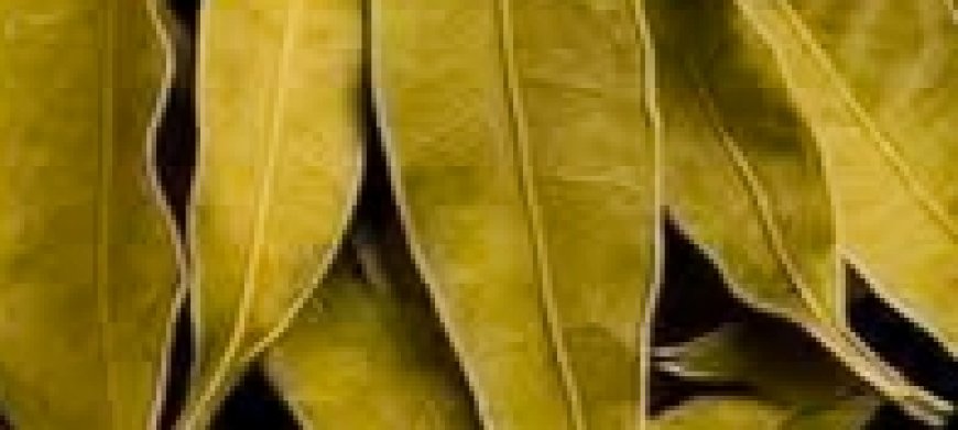Incredible! The Tea That Improves Vision, Controls Diabetes, and Lowers Cholesterol