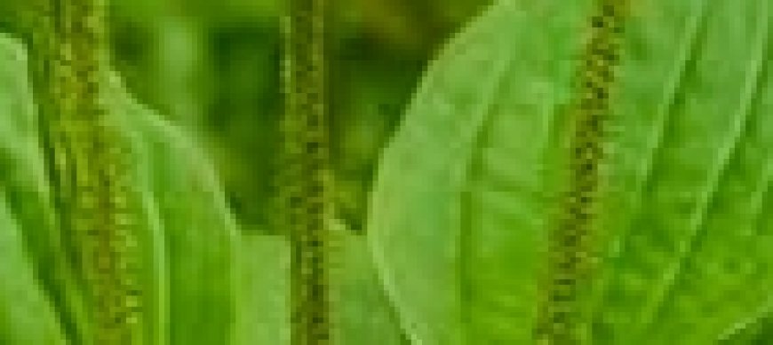 Discover the Healing Power of Plantain