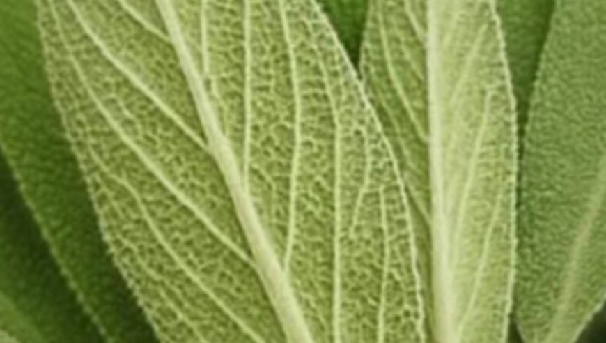 Sage: A Natural Remedy for Brain Health, Inflammation, and Joint Pain