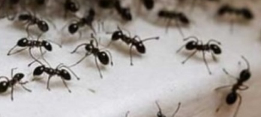 Nana’s 5-Minute Ant-Free Trick: Effortless, Natural, and Safe