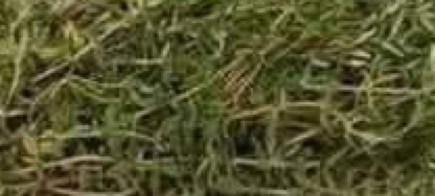 The Most Potent Herb That Destroys Parasites, Urinary Tract