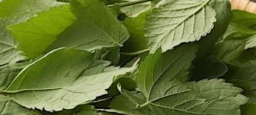 7 Healing Leaves That Naturally Support Diabetes, Blood Pressure, Pain Relief, Cholesterol, and Circulation