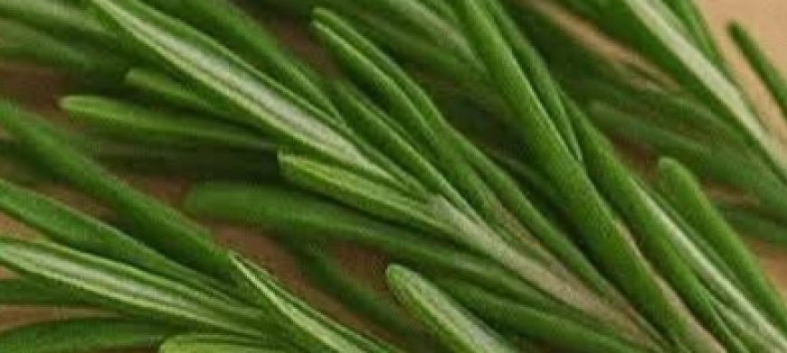 Unveiling the Magic of Boiling Rosemary