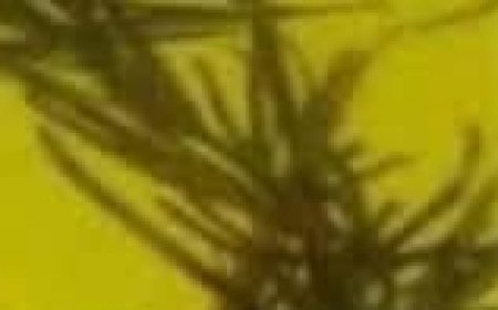 The Japanese Secret to Hair Growth: Rosemary, Cloves, and Onions!