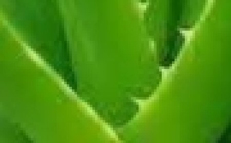 Aloe Vera: A Gentle Solution for Varicose Veins