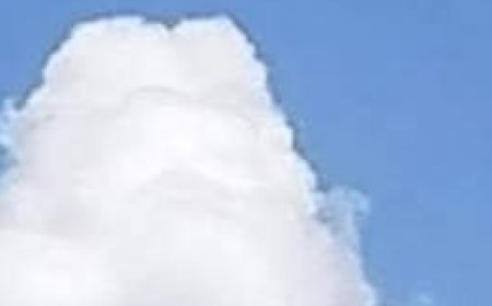 What Do You See: A Fish or a Plane?