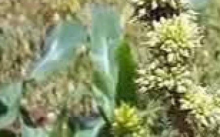 Unveiling the Amazing Health Benefits of Pigweed: A Hidden Gem in Your Garden