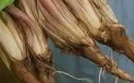 Dandelion Root Coffee: 20 Remarkable Benefits and How to Make It at Home