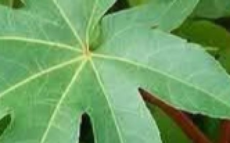 10 Surprising Ways Castor Leaves Can Support Your Natural Wellness Routine