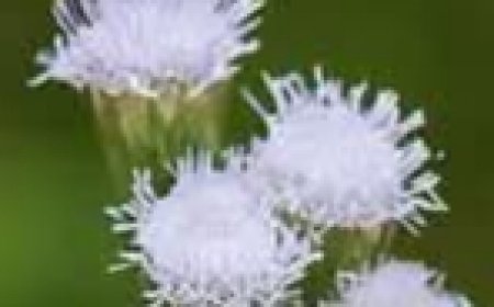 Tropical Whiteweed: A Powerful Medicinal Herb for Natural Healing