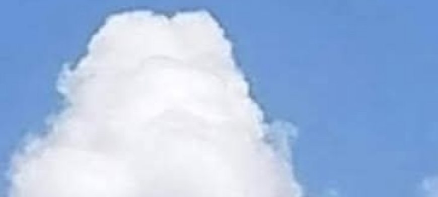 What Do You See: A Fish or a Plane?