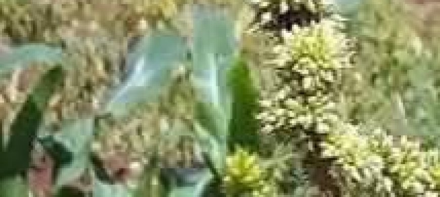 Unveiling the Amazing Health Benefits of Pigweed: A Hidden Gem in Your Garden