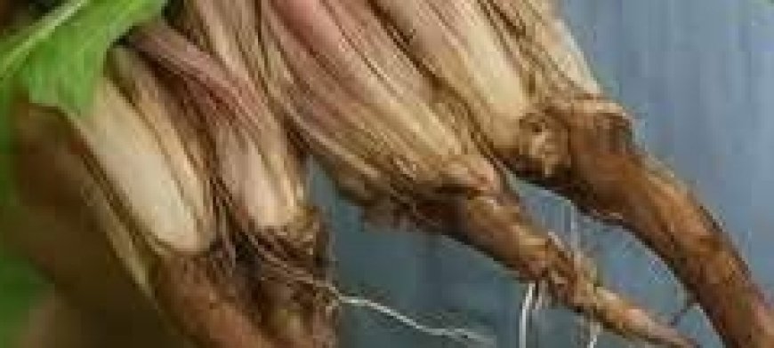 Dandelion Root Coffee: 20 Remarkable Benefits and How to Make It at Home