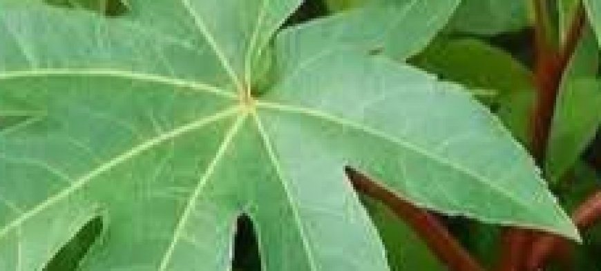 10 Surprising Ways Castor Leaves Can Support Your Natural Wellness Routine